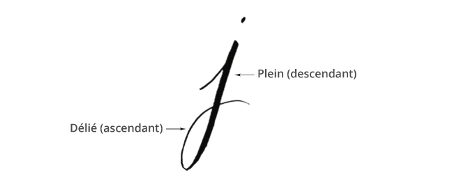 Plein et délié en calligraphie - calligraphique